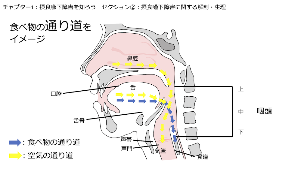 チャプター9-2:No.2:摂食嚥下に関係する解剖生理